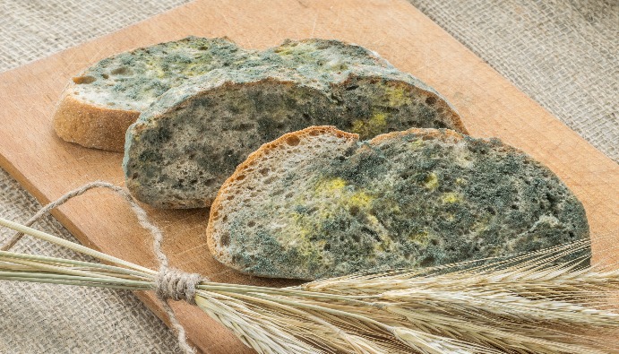 Gıdalarda Maya ve Küf Sayımı: Mikrobiyal Gıda Güvenliği