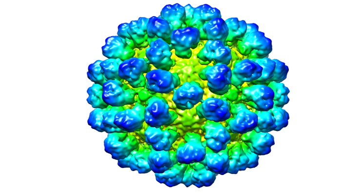 Test "norovirus murin" dans les tests d'activité virucide
