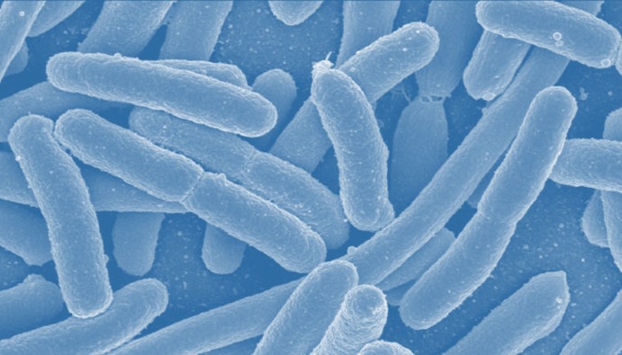 Поиск Escherichia coli