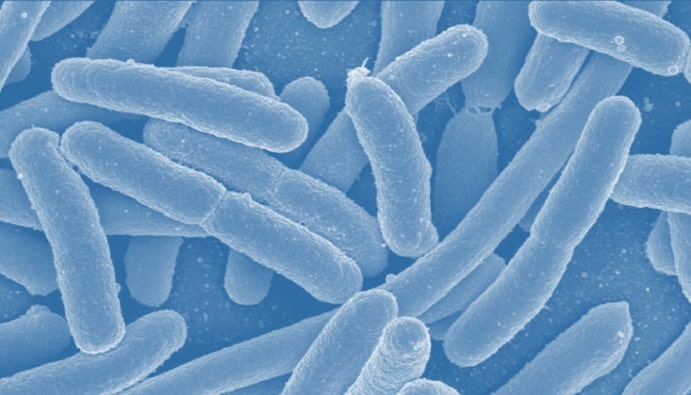 Nombre d'Escherichia coli