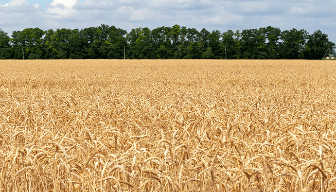 Détermination de l'aflatoxine M₁