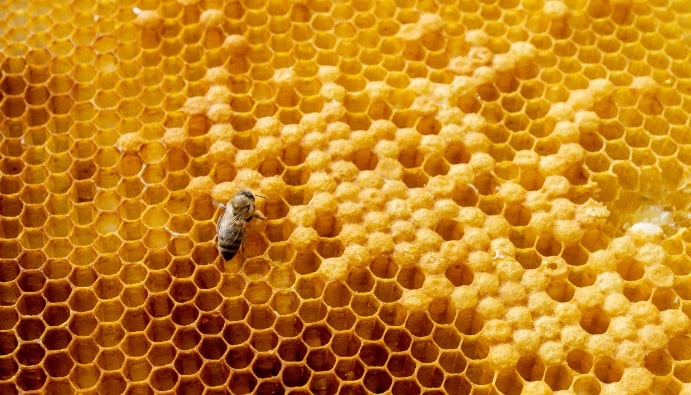 Composants de sucre dans le miel