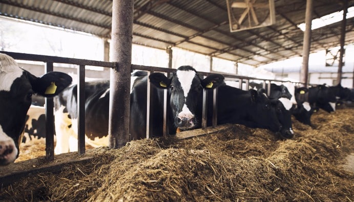 Détermination de la graisse brute dans les aliments pour animaux