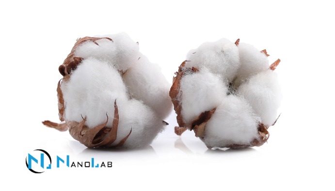 GMO Analysis in Cotton