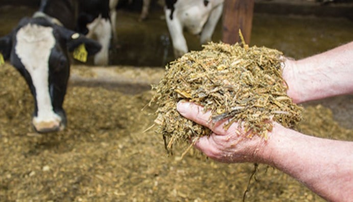 Mycotoxin Detection in Silage Feed