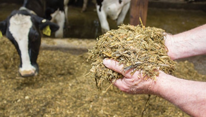 Rilevamento di micotossine nei mangimi per insilati