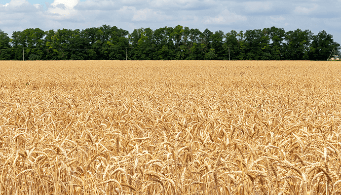 Aflatoxin M₁ Determination: for Food Safety