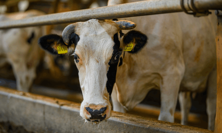 Analyses de l'eau à la ferme : guide pour la santé animale et la productivité