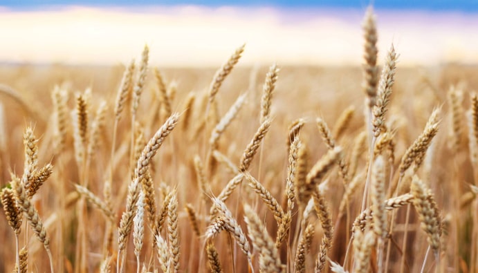 Определяне на миризма в пшенично зърно