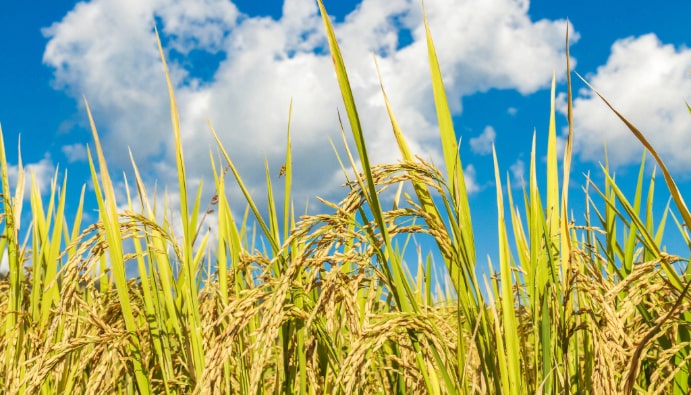 Color Determination in Wheat