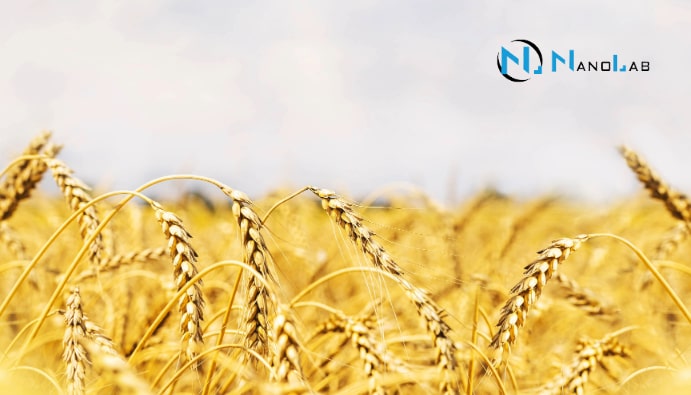 Chemical Analyses in Wheat: Structure and Analysis