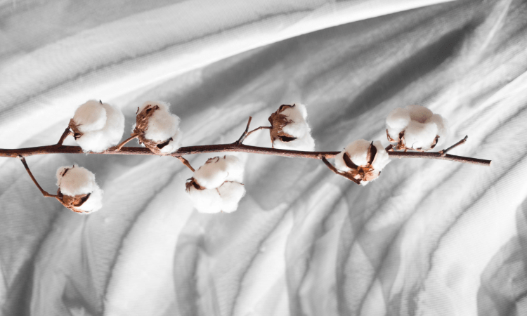 Coton et textiles biologiques : méthodes d'analyse