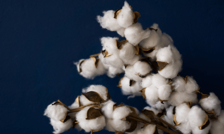 Études sur la qualité du coton : tests visant à améliorer la qualité du produit