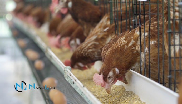 Determination of Antibiotics in Animal Foods