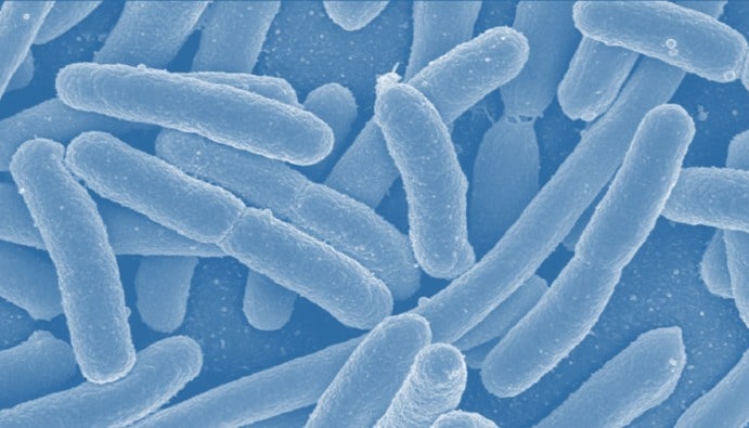 Escherichia coli Detection in Foods: Microbiological Tests