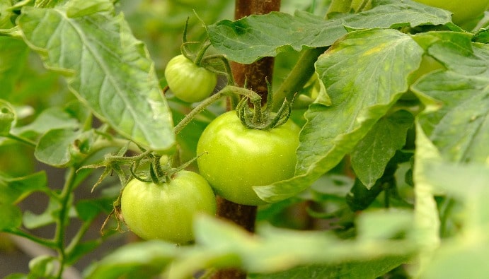 Heavy Metals in Foods and Detection Methods: Safety Analysis