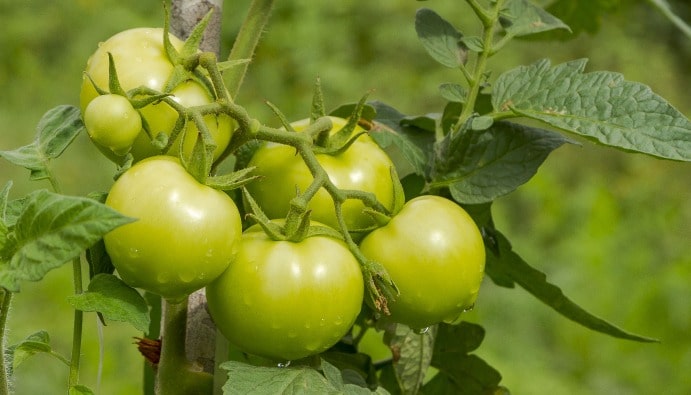 Détermination des pesticides dans les aliments