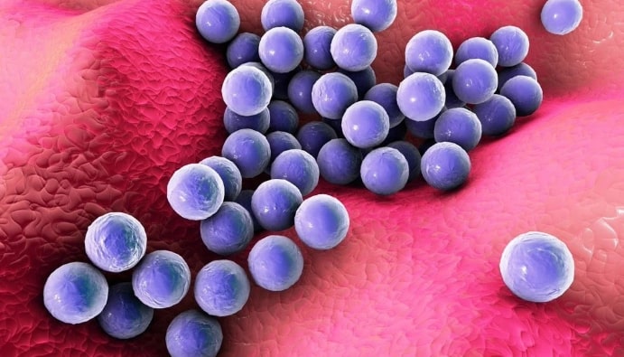 Détection des staphylocoques pathogènes