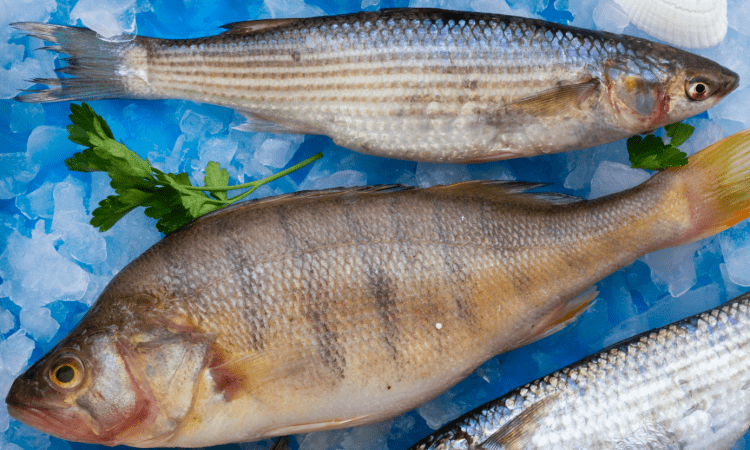 Risques liés aux métaux lourds et réglementation juridique dans le secteur de l'aquaculture