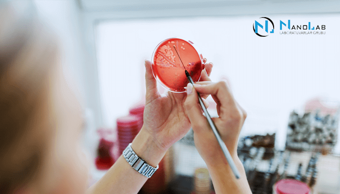 Salmonella spp. Detection: Microbiological Testing for Food Safety