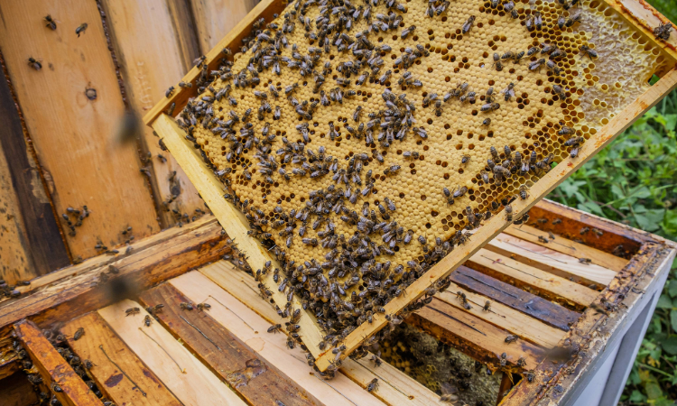 اكتشف العسل الطبيعي | الطريقة العلمية لتجنب العسل المزيف