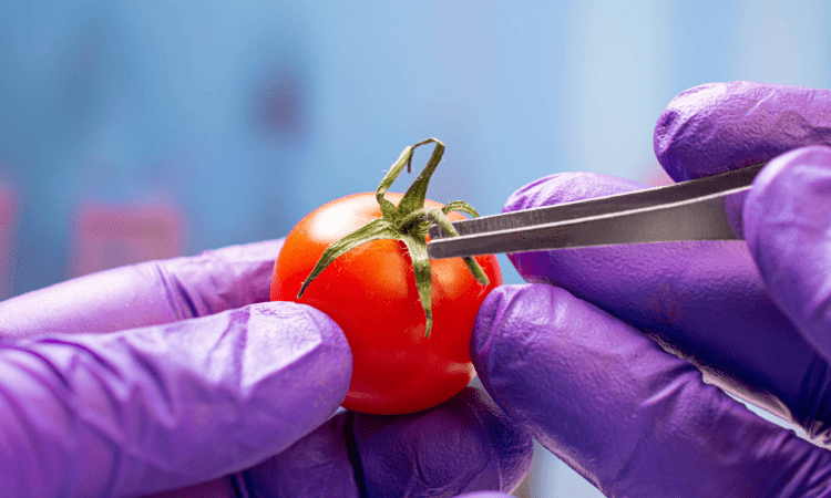Warum Lebensmittelanalysen wichtig sind | Sichere Ernährung