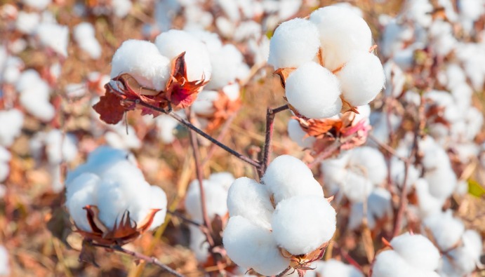 Análisis de OMG en algodón